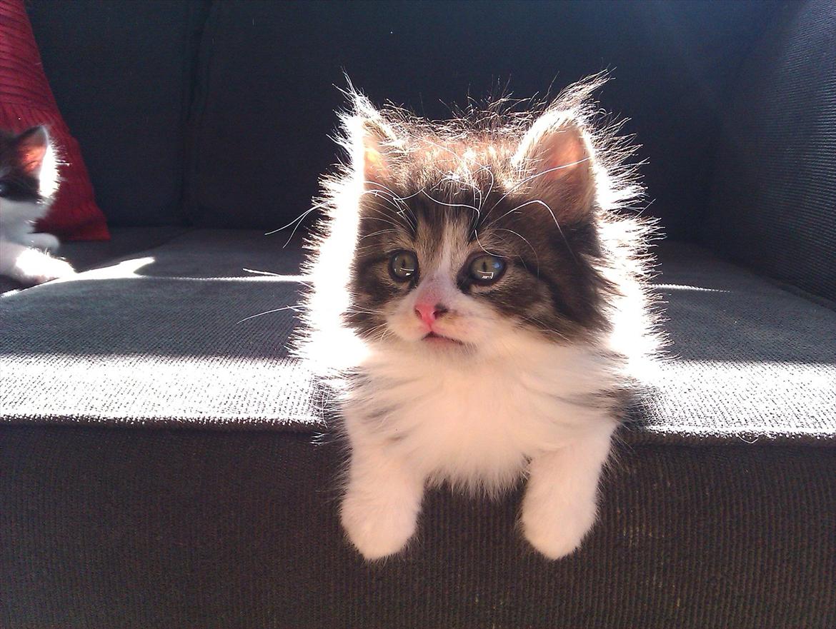 Blanding af racer Tut - Tut som lille :) billede 2