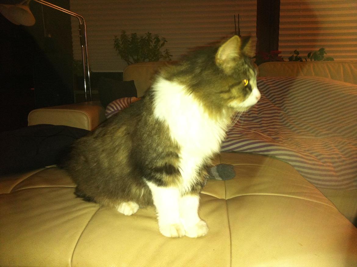 Blanding af racer Tut billede 3