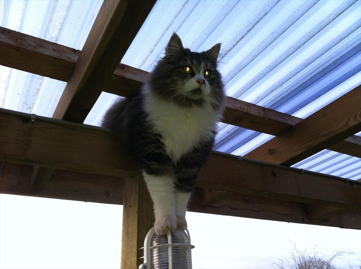 Blanding af racer Tut - Er lige ude og lege på terrassen. billede 4