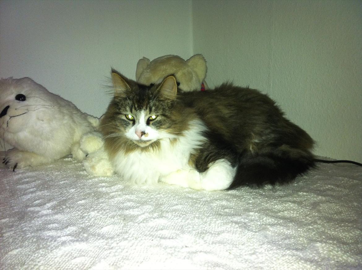 Blanding af racer Tut billede 5