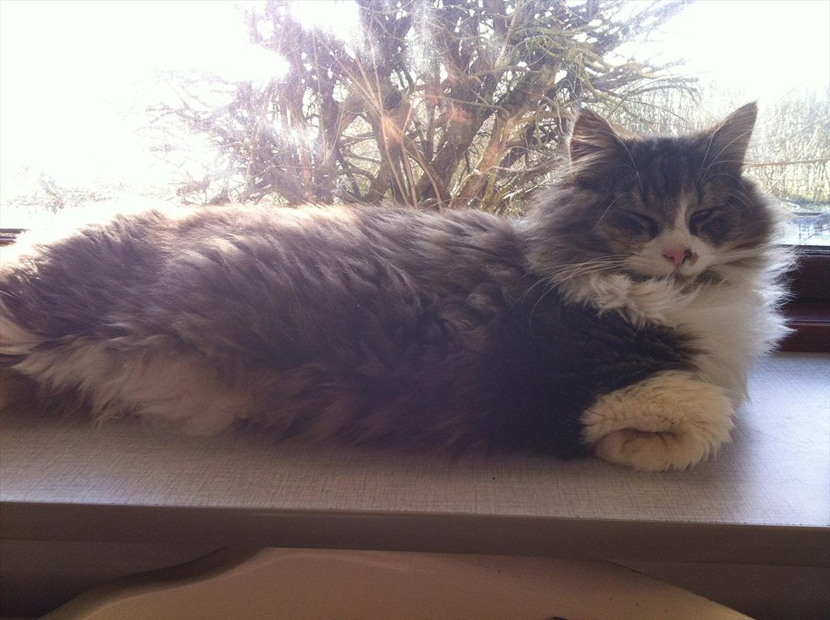 Blanding af racer Tut - Nyder solen, og venter på min mor finder børsten frem, så jeg kan få redt min fine pels :) billede 6