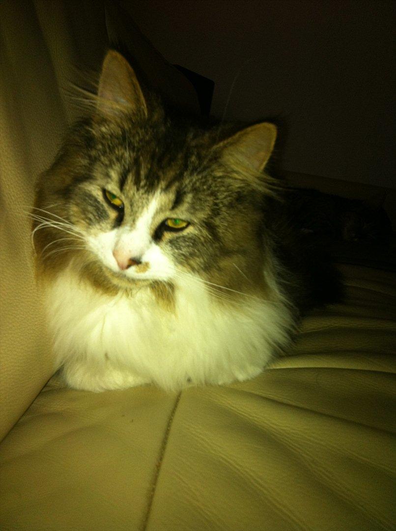 Blanding af racer Tut billede 7