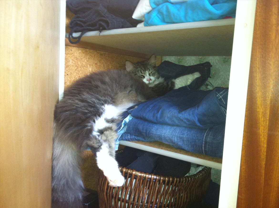 Blanding af racer Tut - Har sneget mig ind i fars tøjskab ;) billede 8