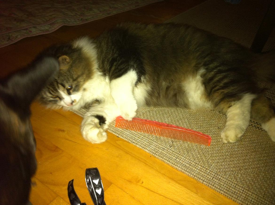 Blanding af racer Tut - Det er sjovere at bide i kammen, end og blive redt med den! :) billede 9