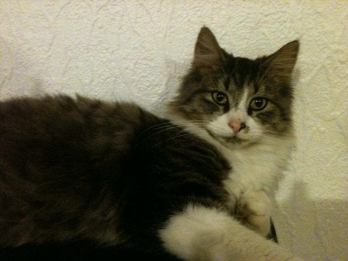 Blanding af racer Tut billede 10