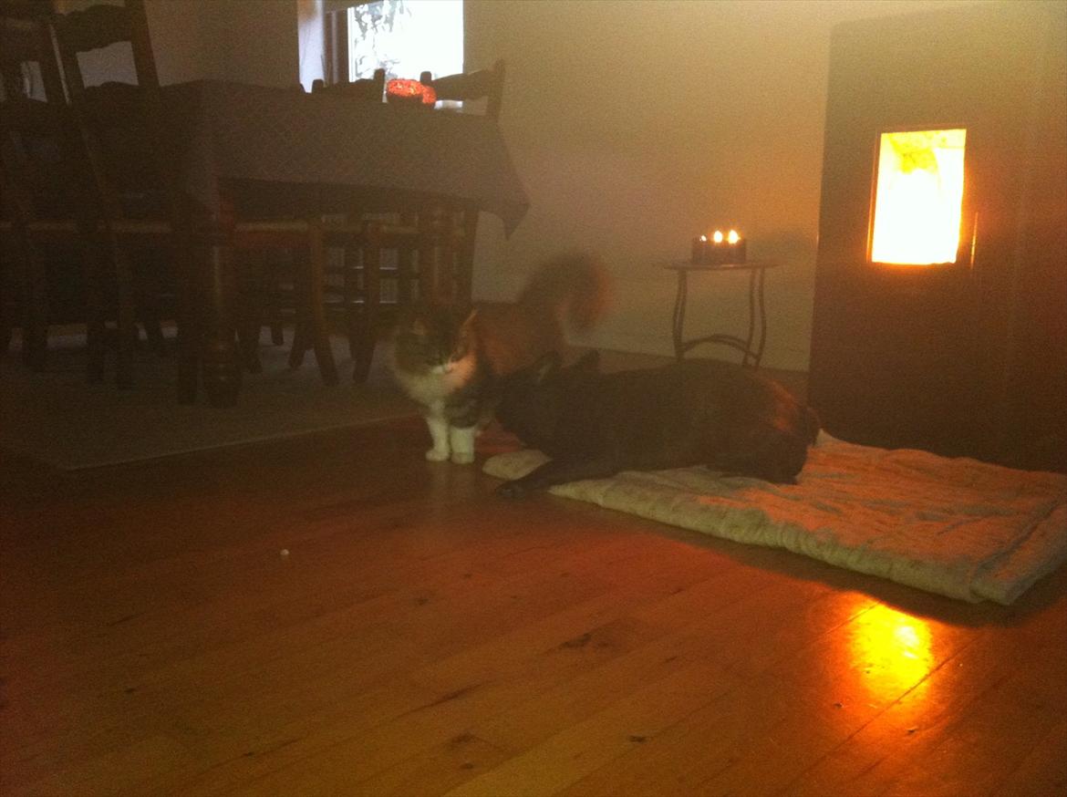 Blanding af racer Tut - Leger med min bedste ven, Nemo :D billede 11