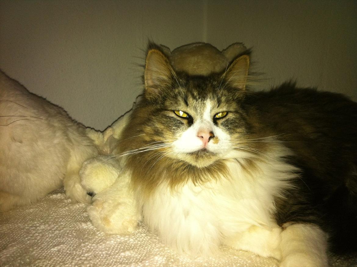 Blanding af racer Tut billede 12