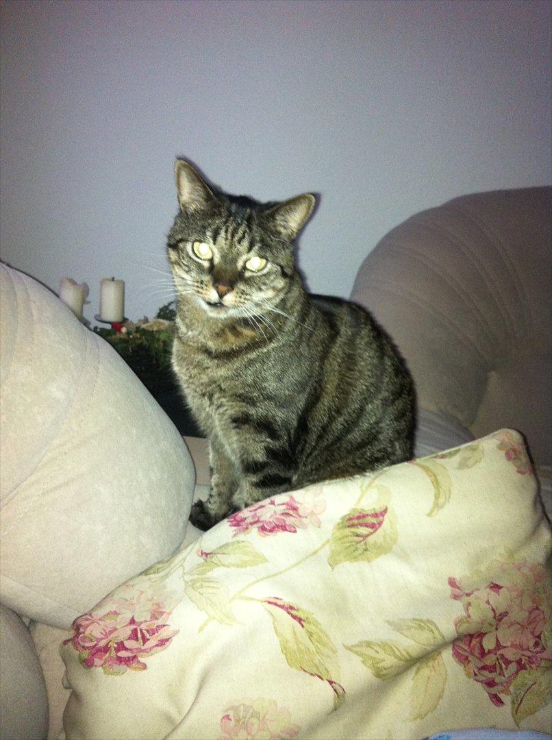 Huskat Sally " himmelkat" snøft billede 5