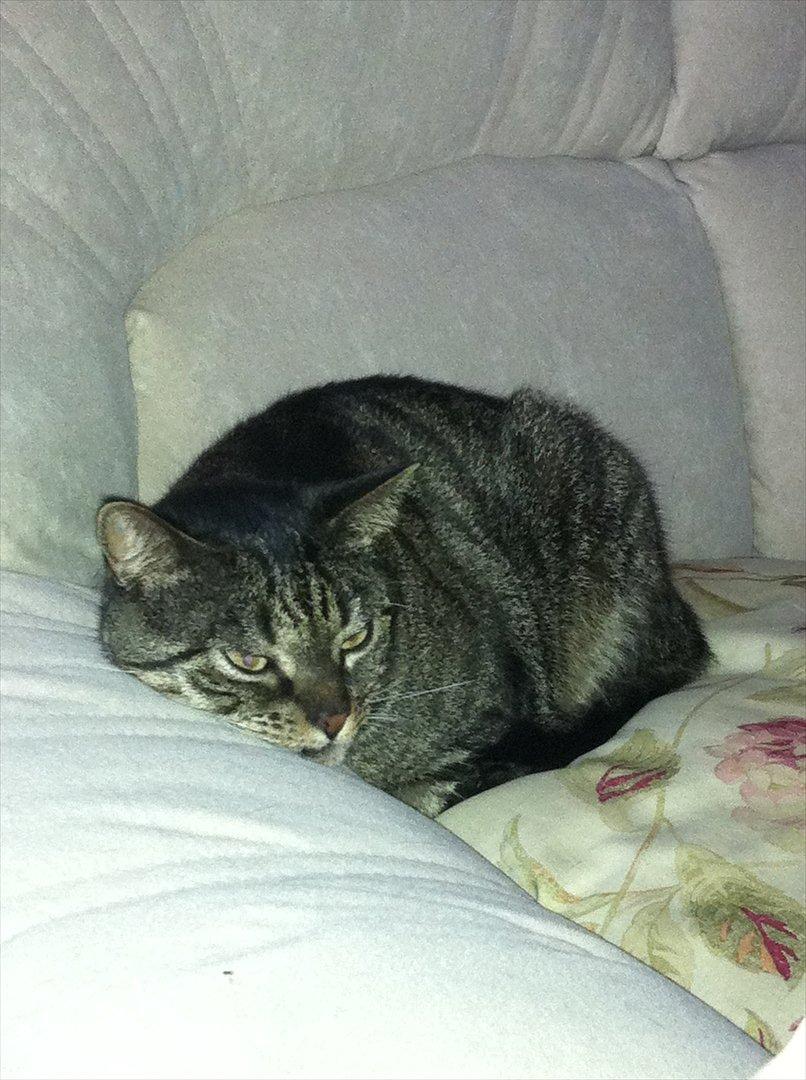 Huskat Sally " himmelkat" snøft billede 6