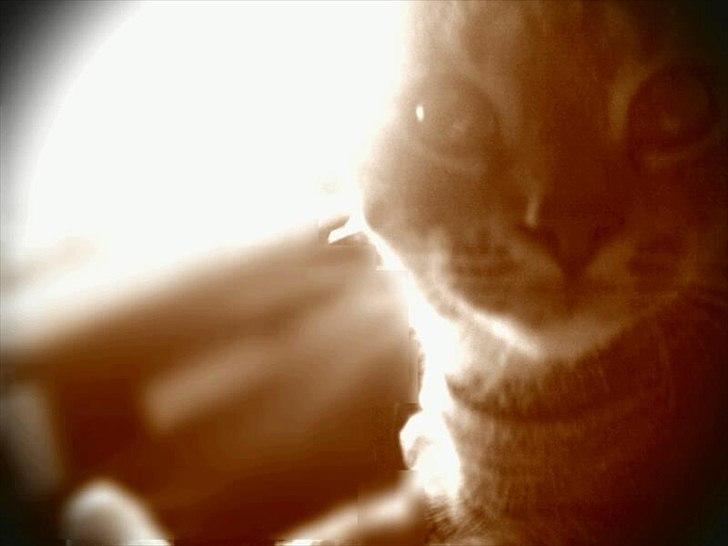 Huskat Bella Von Cracker  billede 10