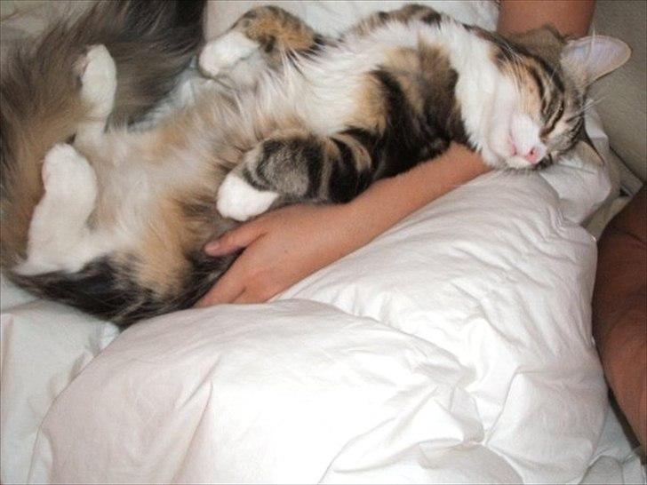 Blanding af racer Duchess - dette billed er ca 2 år gammel billede 20