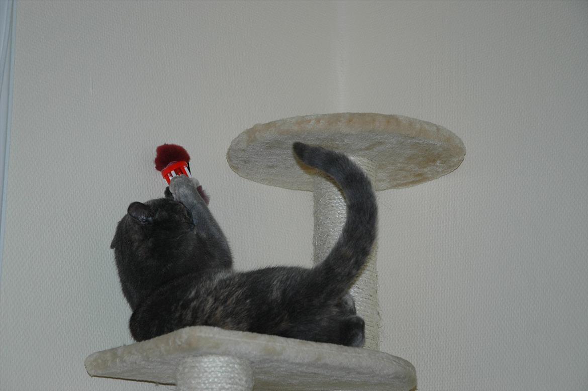 Huskat Mynte Mis billede 14