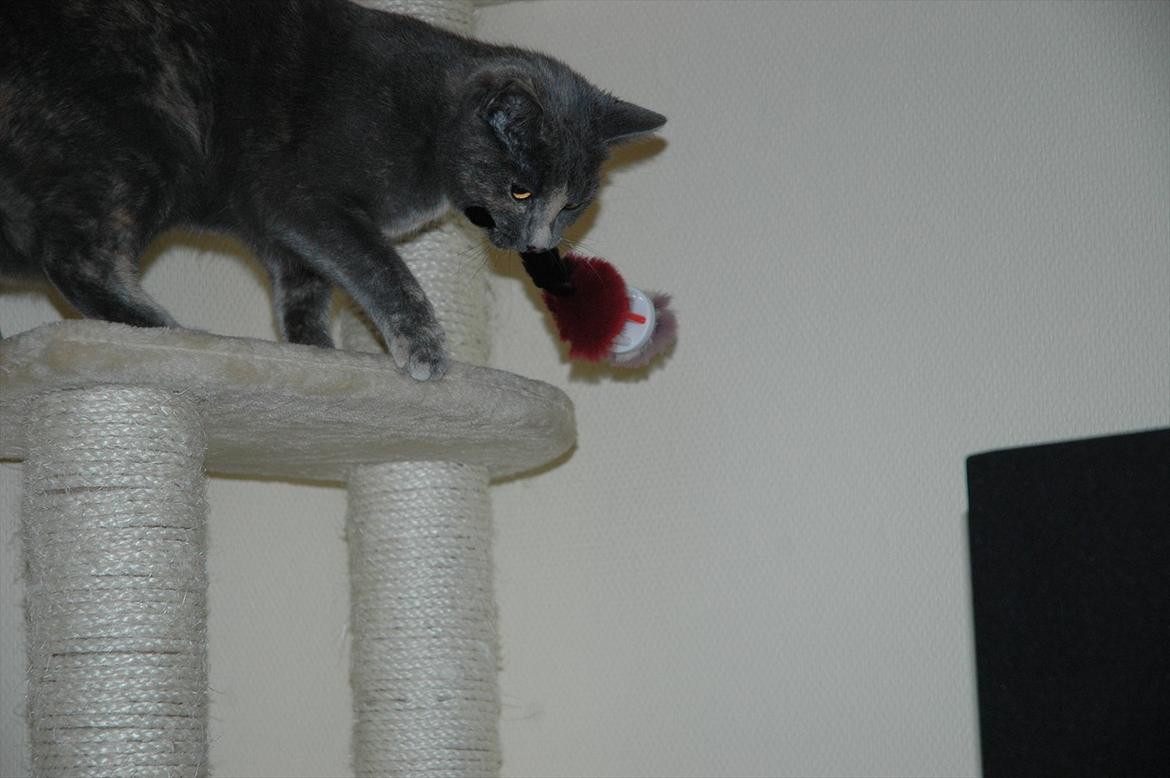 Huskat Mynte Mis billede 15