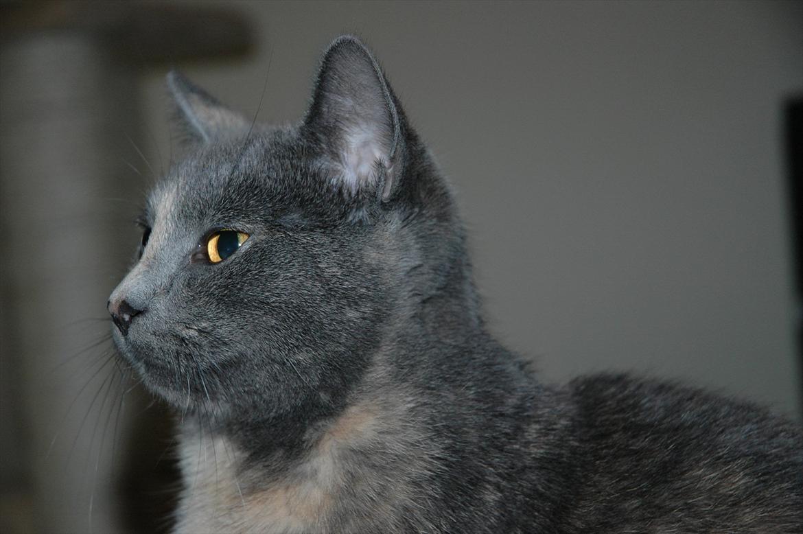 Huskat Mynte Mis billede 16