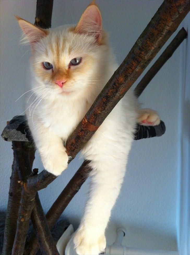 Hellig Birma Kaizer - 25. januar 2012
Mig og mit nye træ. Ælsker det <3 billede 1