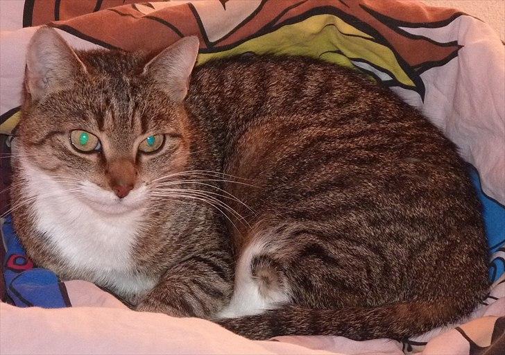 Huskat Minnie - hygge i min lille pige`s seng billede 2