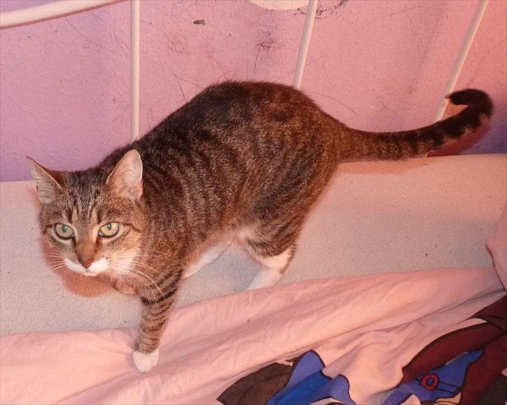 Huskat Minnie - i min lille pige`s værelse billede 3