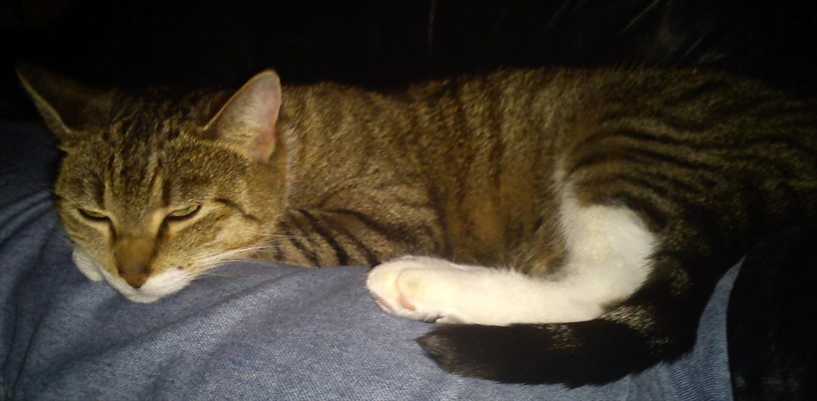 Huskat Minnie - hygge i sofaen billede 4