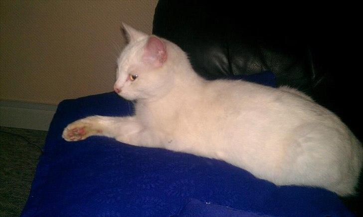 Huskat Milo - Putter i sofaen billede 2