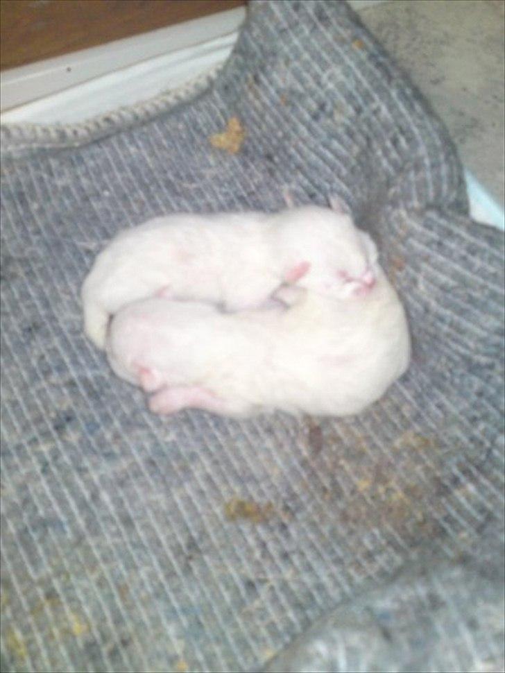 Huskat Milo - Milo og Molly som killinger billede 7