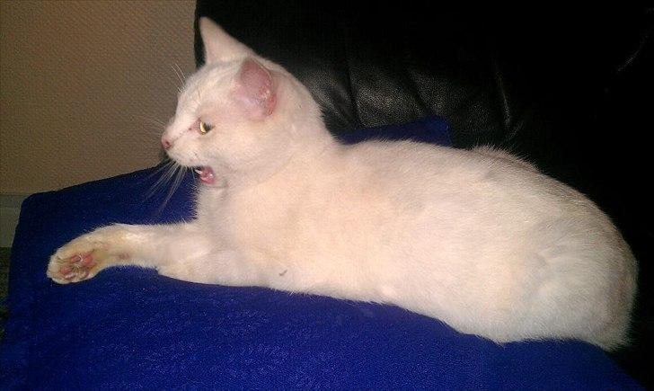 Huskat Milo billede 3