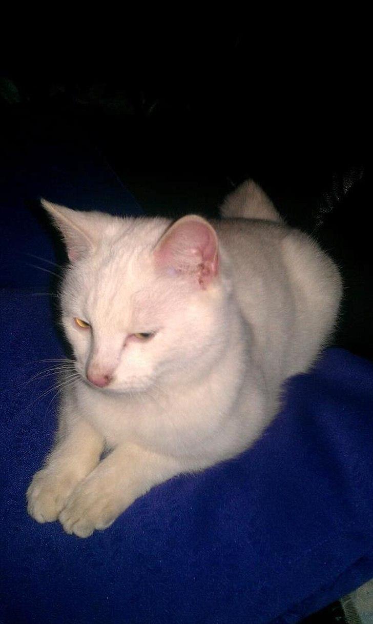 Huskat Milo billede 4