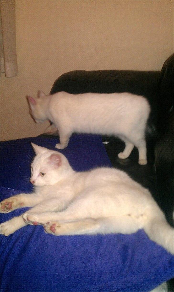 Huskat Milo billede 6