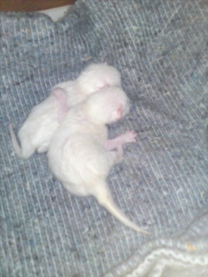 Huskat Milo - Milo og Molly som killinger billede 8