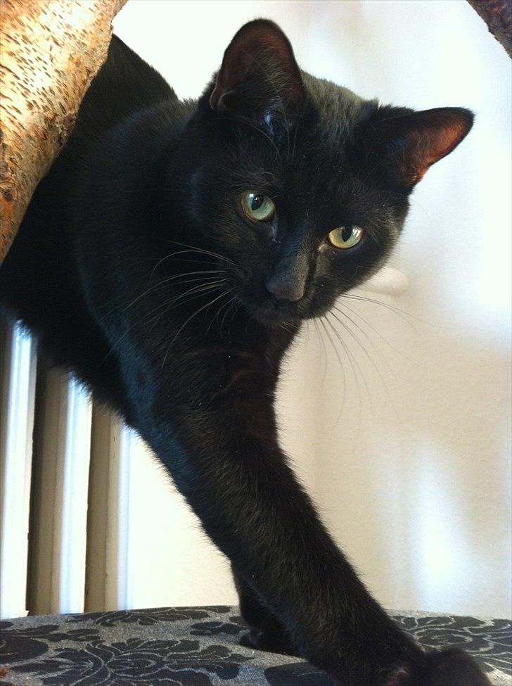 Huskat Buzz - 25. januar 2012
Ælsker bare mit nye træ <3 billede 1