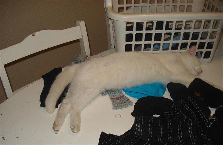 Huskat Milo - Ret meget en ballademager... Han ved jeg ikke vil se ham heroppe billede 9