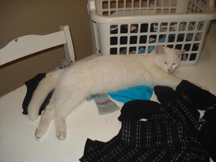 Huskat Milo - Og da jeg fik rusket liv i ham var ham mere eller mindre ret så ligeglad haha billede 10