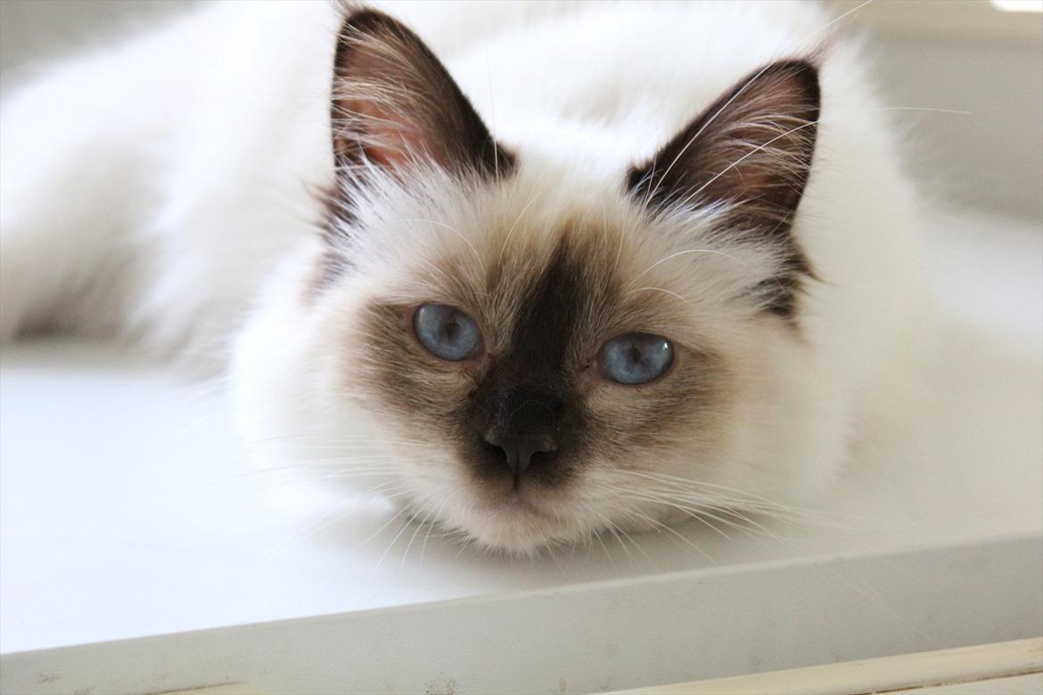 Hellig Birma Mila billede 3