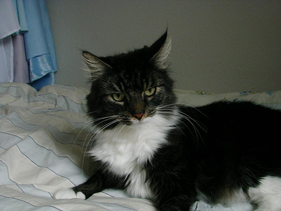 Blanding af racer Speedy billede 2