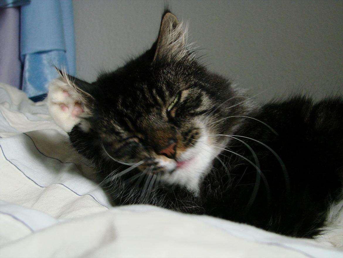 Blanding af racer Speedy billede 3