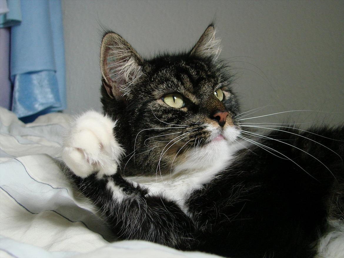 Blanding af racer Speedy billede 4