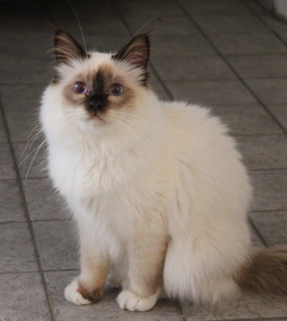 Hellig Birma Mila billede 4