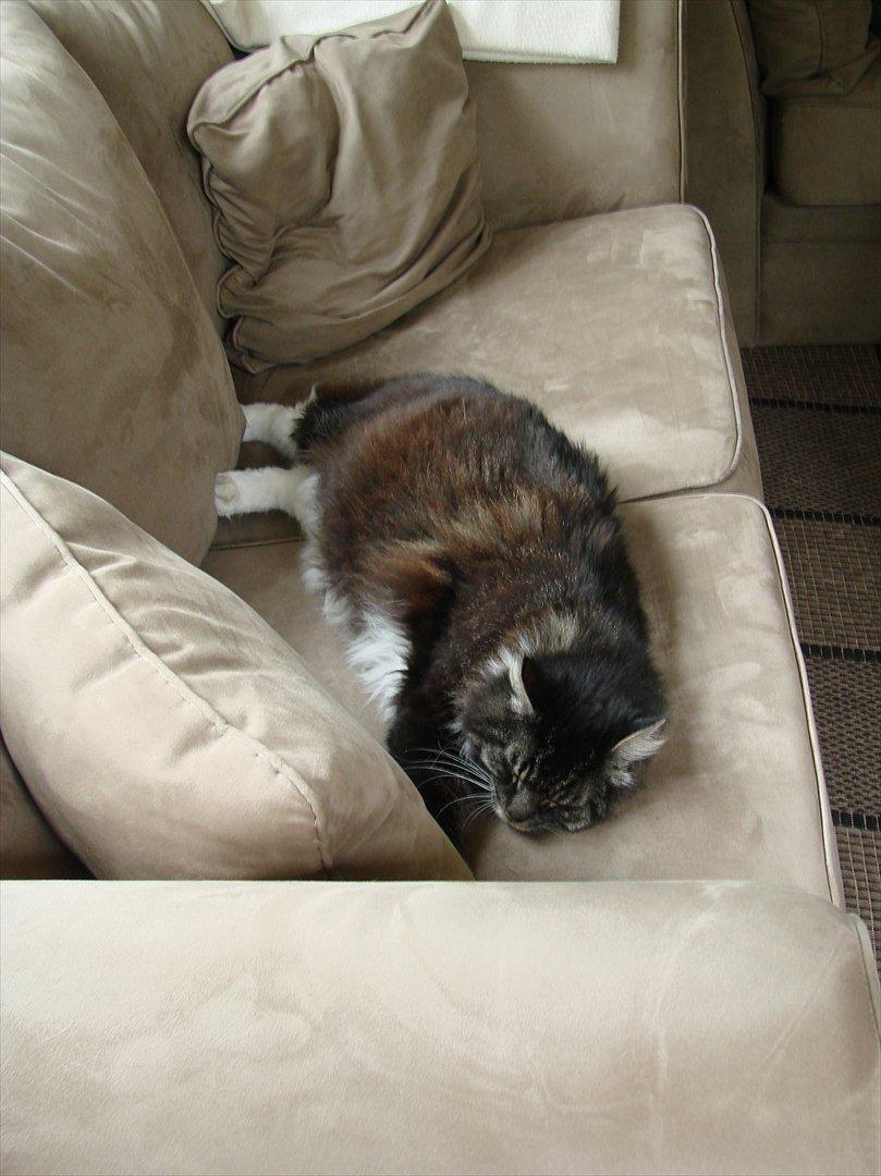 Blanding af racer Speedy billede 5