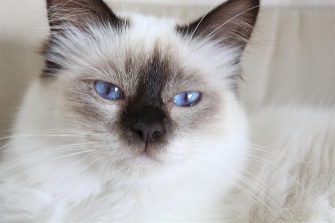 Hellig Birma Mila billede 2