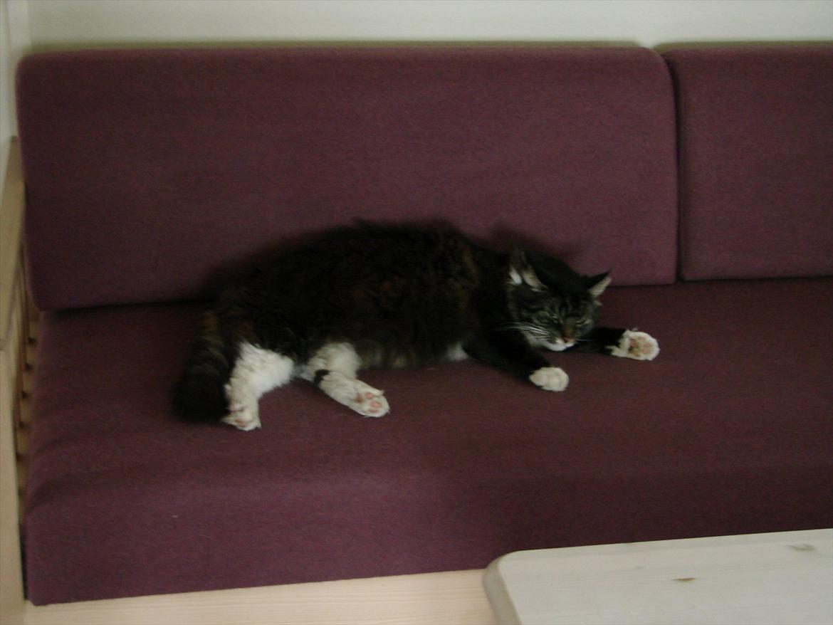 Blanding af racer Speedy billede 6