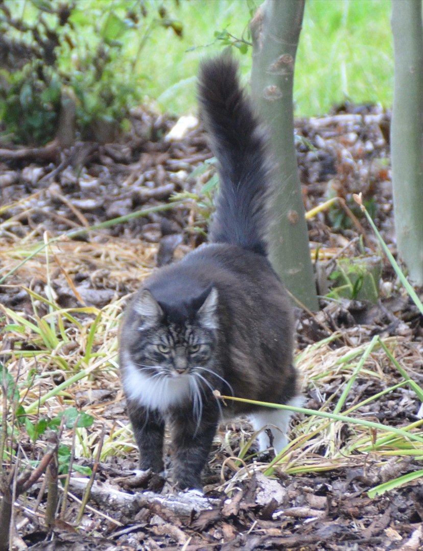 Blanding af racer Speedy billede 7