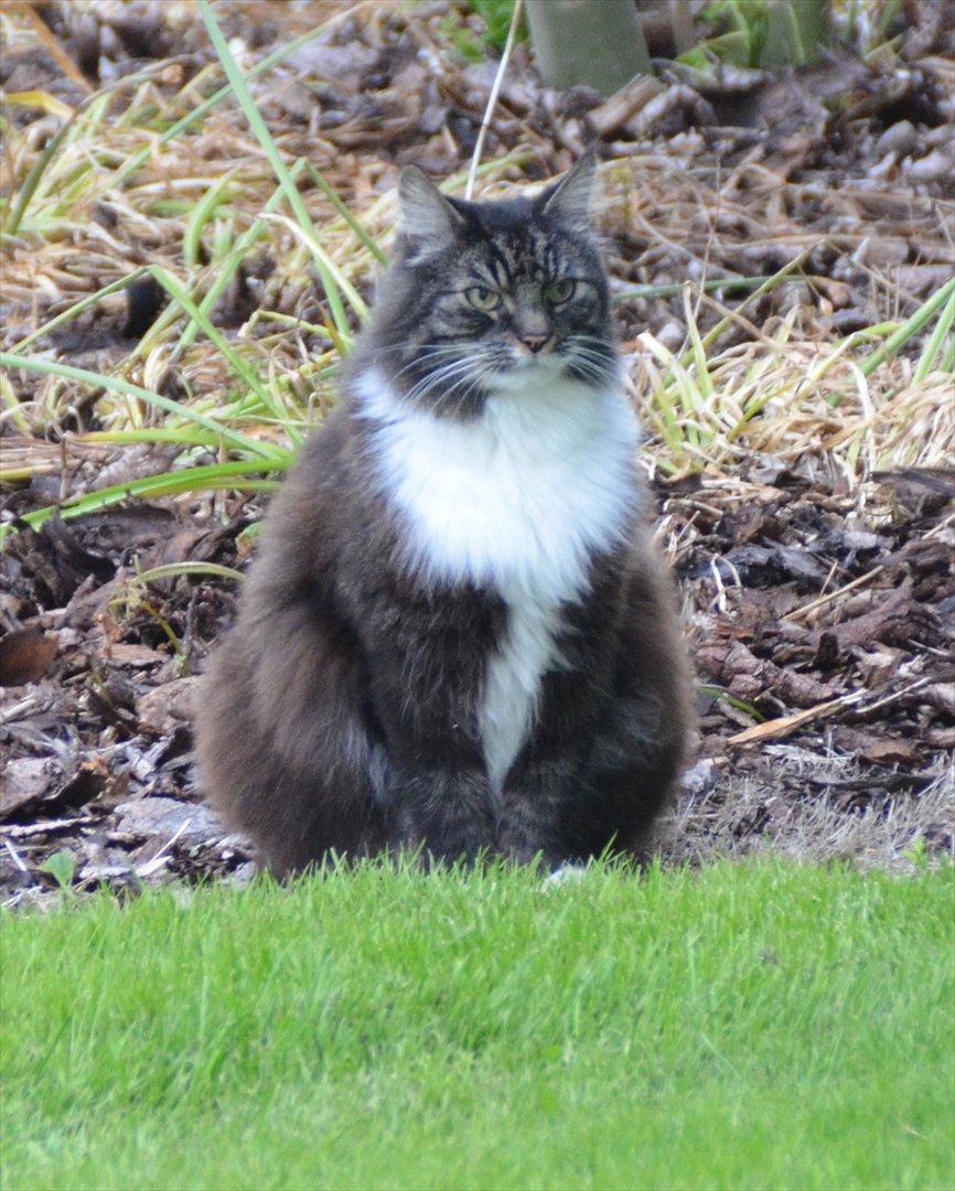 Blanding af racer Speedy billede 8