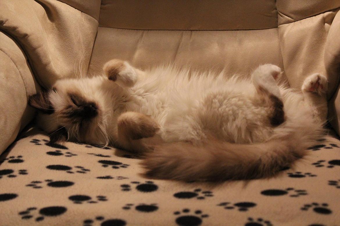 Hellig Birma Mila billede 1