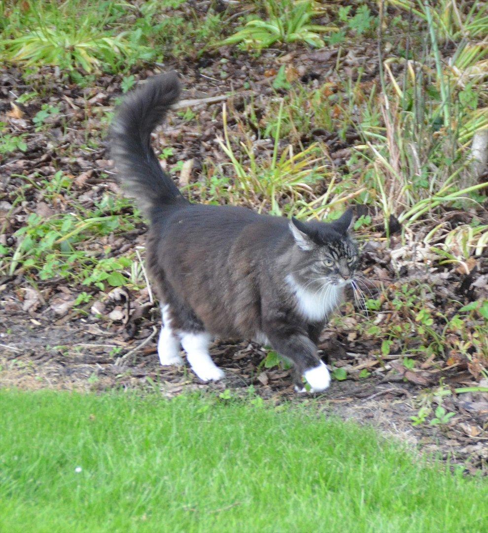 Blanding af racer Speedy billede 9