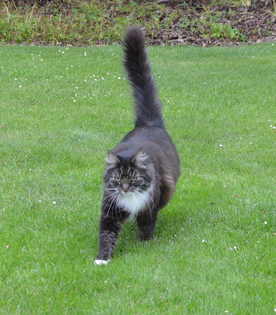 Blanding af racer Speedy billede 10