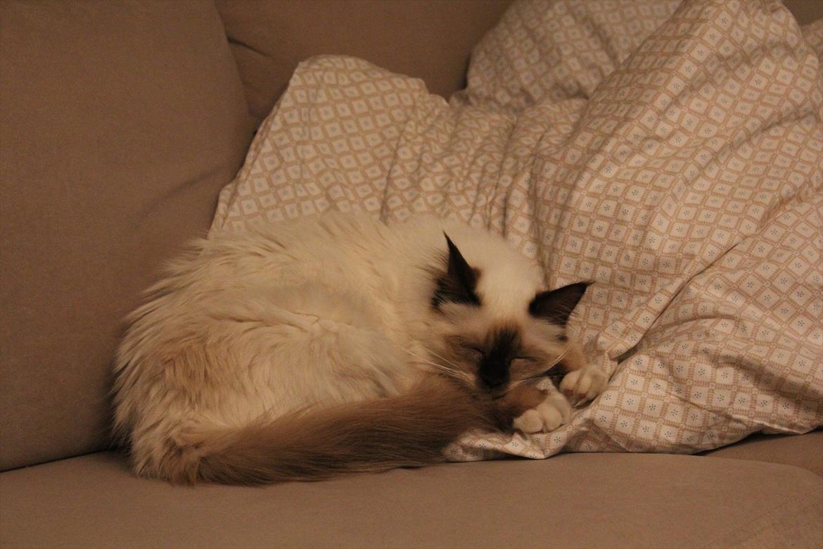 Hellig Birma Mila billede 5