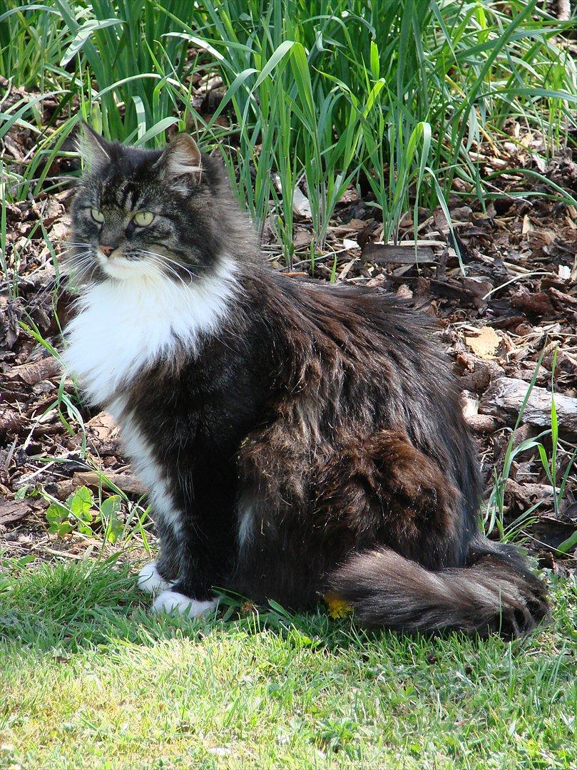 Blanding af racer Speedy billede 11