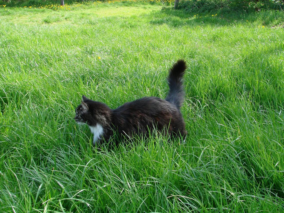 Blanding af racer Speedy billede 12