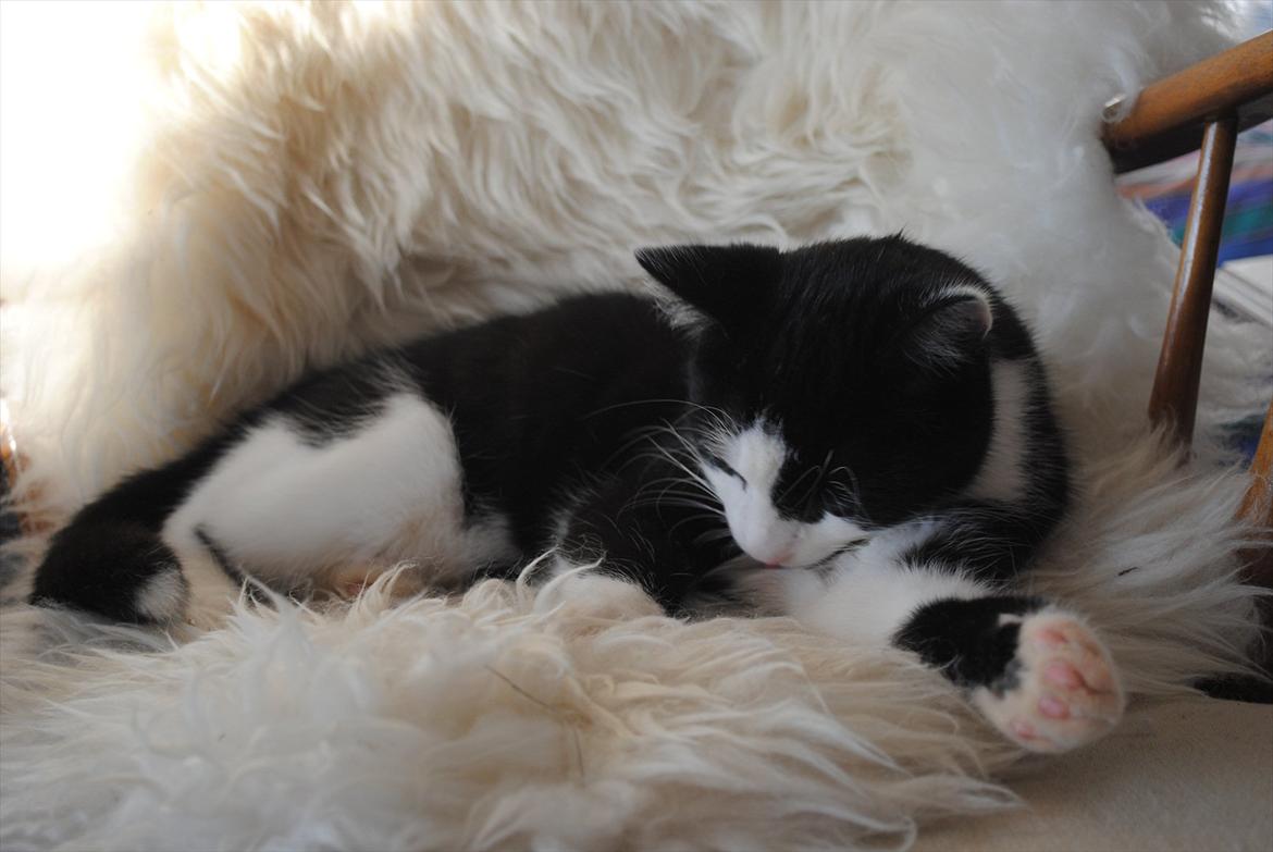 Huskat Jens Verner billede 2