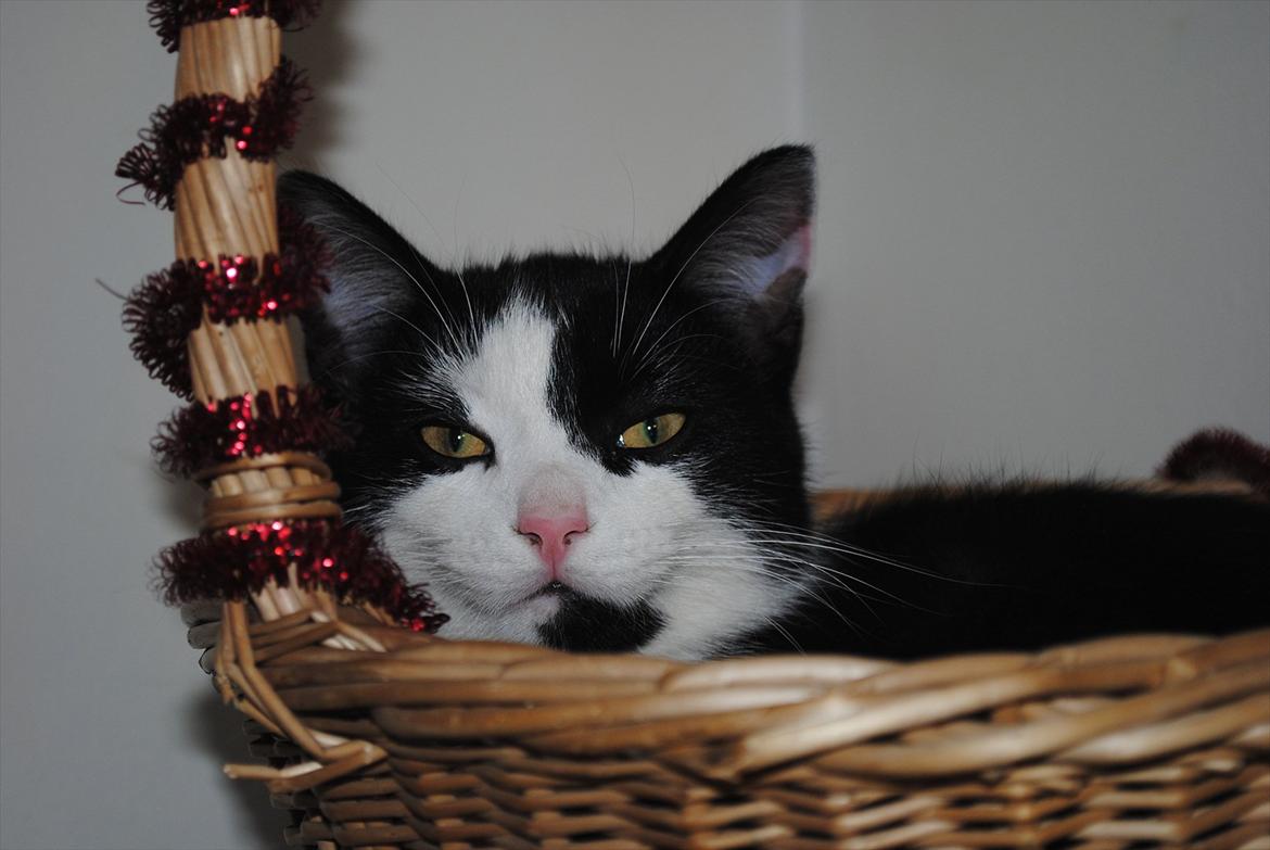 Huskat Jens Verner billede 3