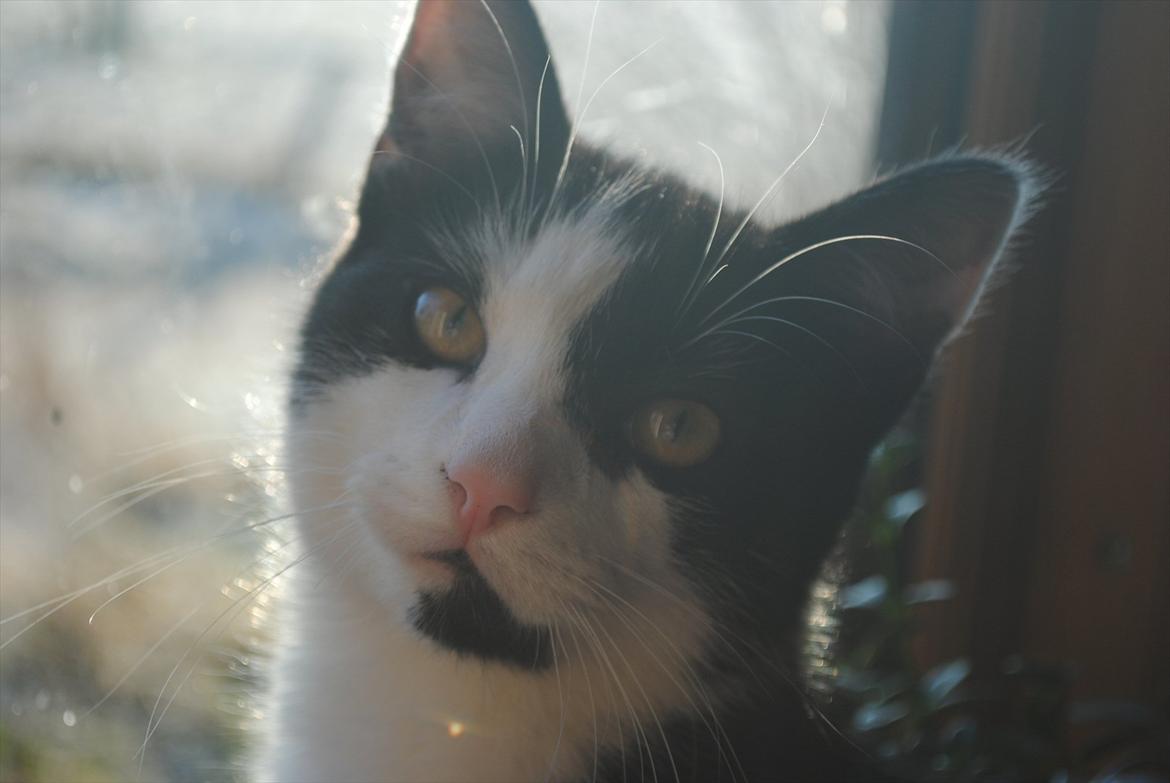 Huskat Jens Verner billede 4